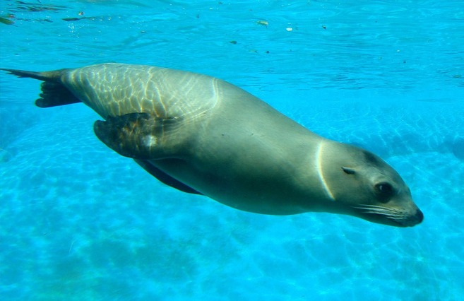 sea-lion-in-water
