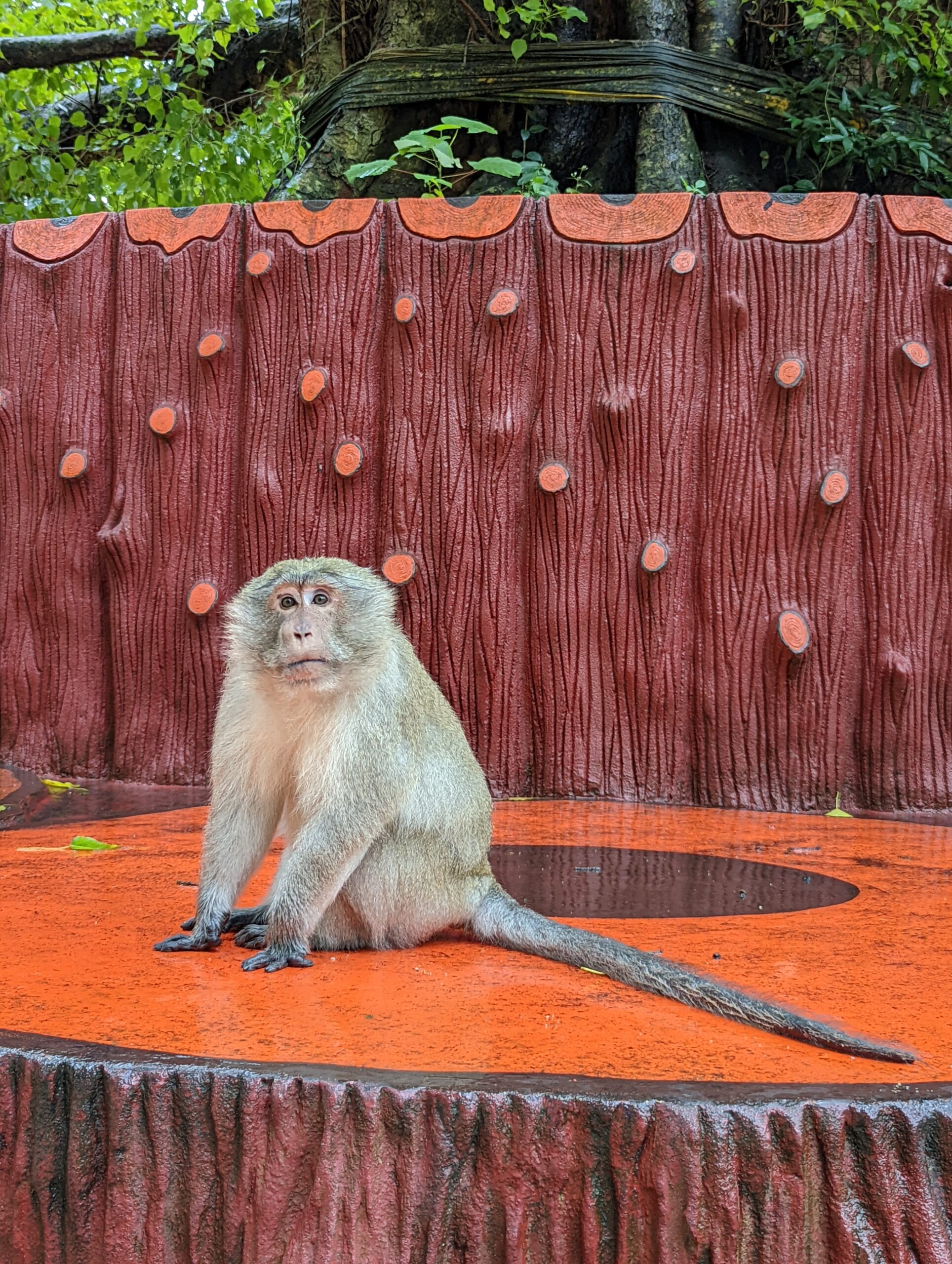A Day Out In Monkey City, Lopburi, Thailand