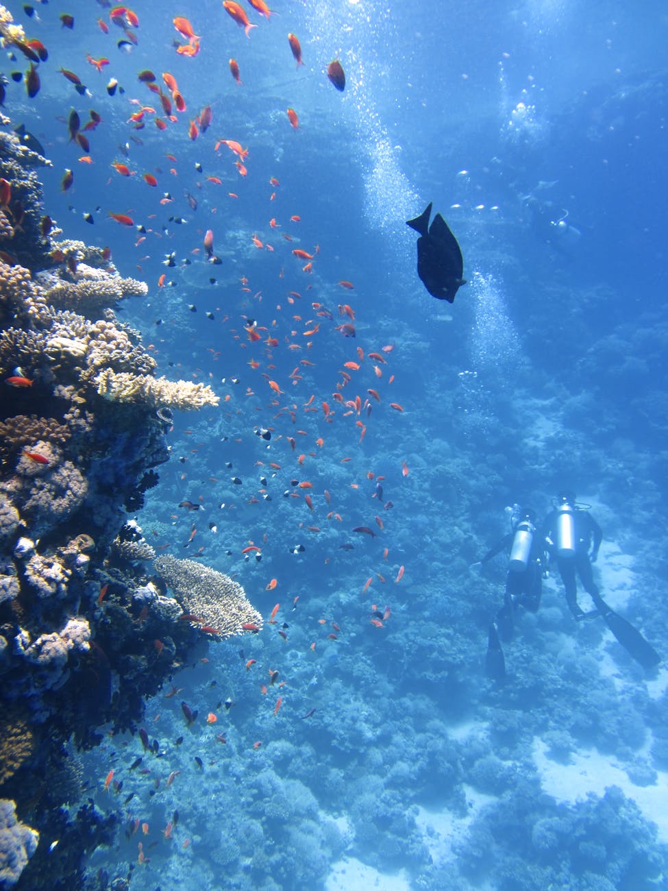 divers-underwater-ocean-swim-68767