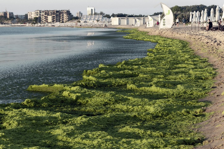 Is it true that there are a lot of algae in Bulgaria