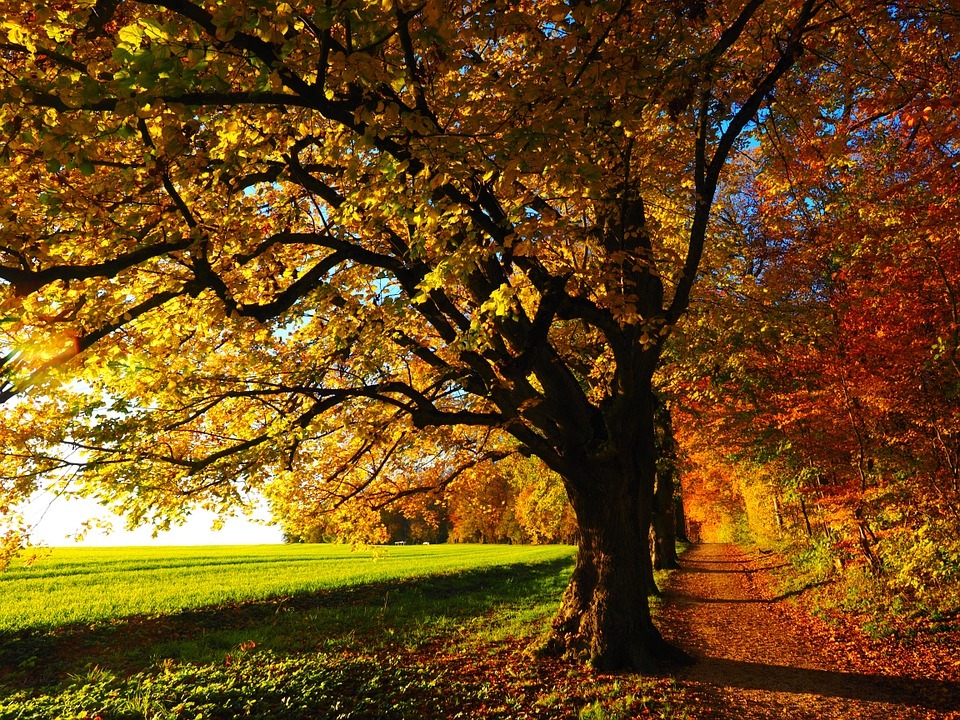 tree-autumn-fall