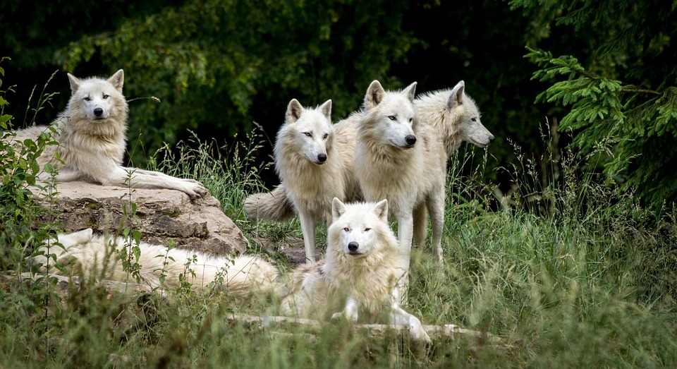 wolves-3785362_960_720