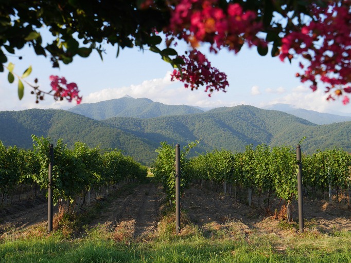 Georgia is named as a cradle of wine