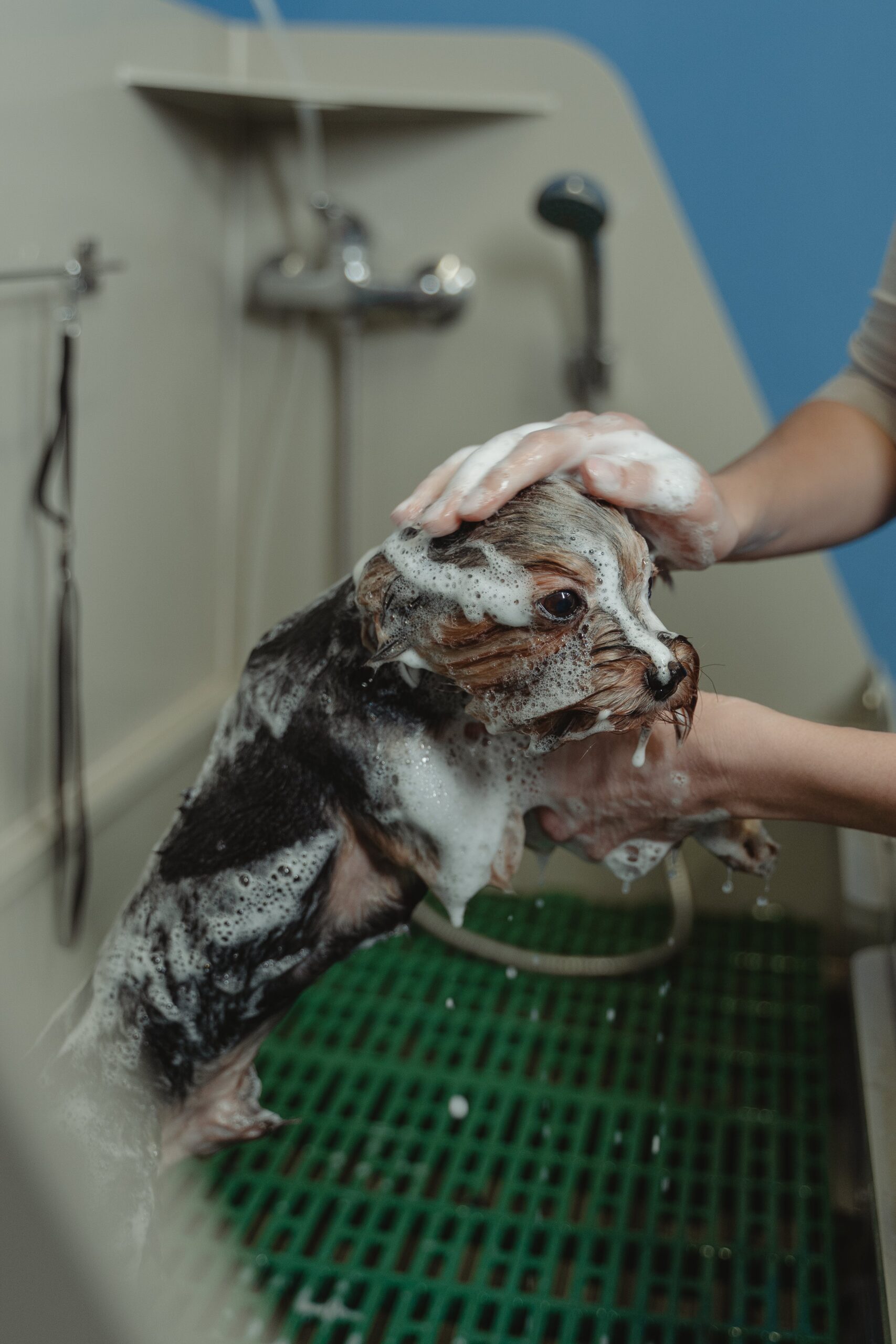 How to bath your dog the right way
