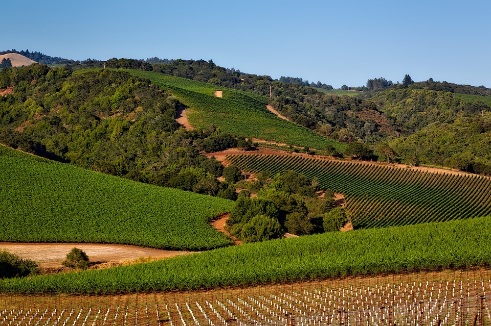 Planning a Day Trip to California's Wine Country