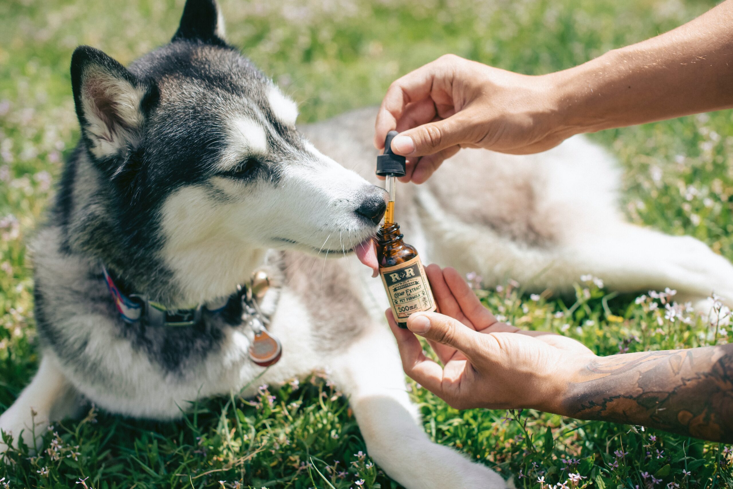 Can CBD Dog Treats Be Effective In Dealing with Pet Anxiety