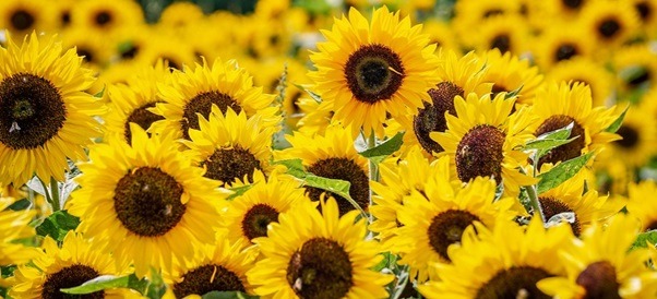 What Sunflower Symbolizes