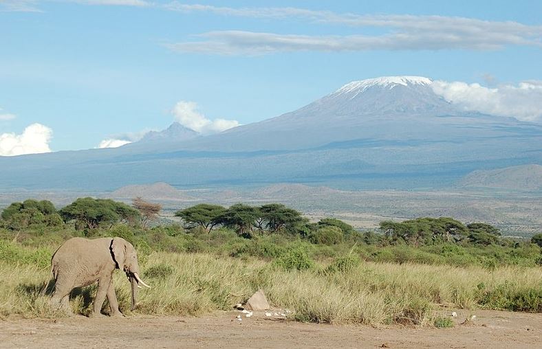 An elephant passing by the snow-capped Mount Kilimanjaro.
