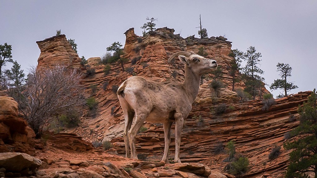 Desert bighorn sheep are often visible near the roadway in the park