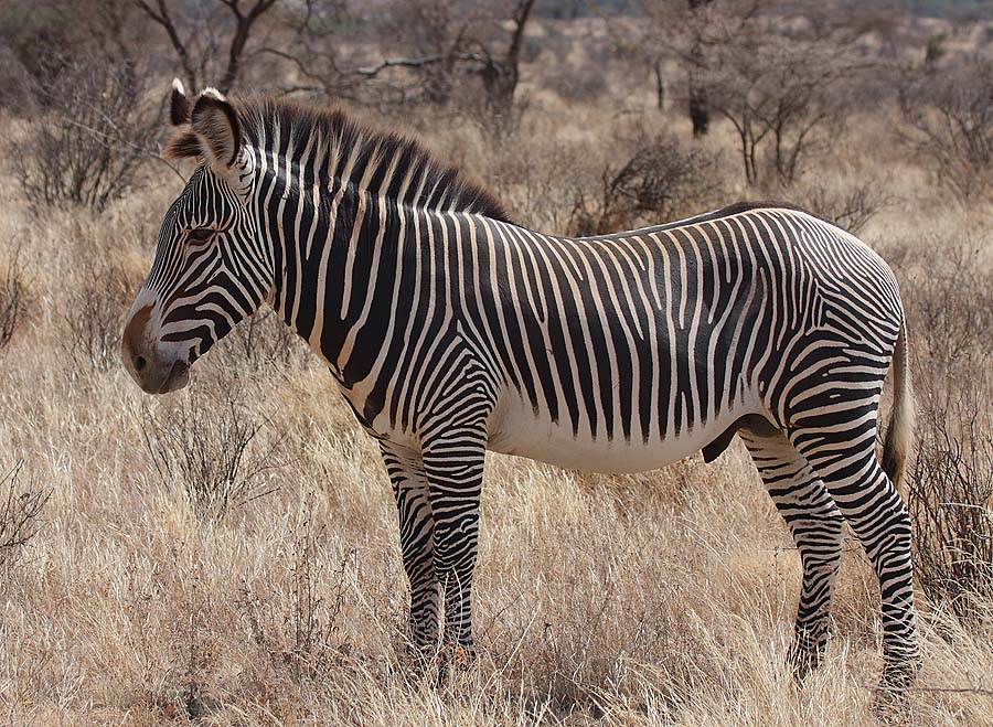 Grevy’s Zebra in Kenya