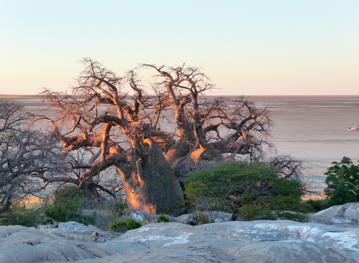Kubu Island in Botswana's Makgadikgadi Pan region offers beautiful nighttime views with a baobab tree
