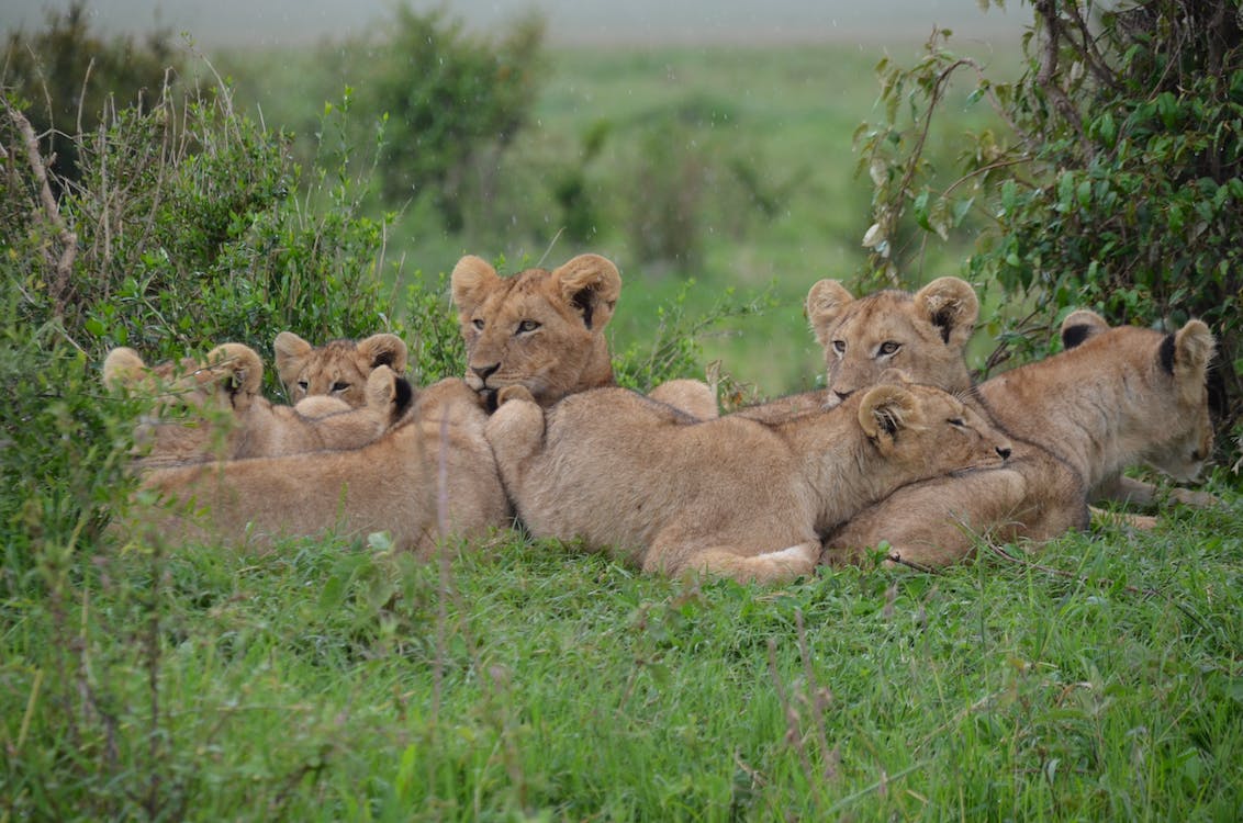 Learn More about Amazing Riding Safaris in Kenya
