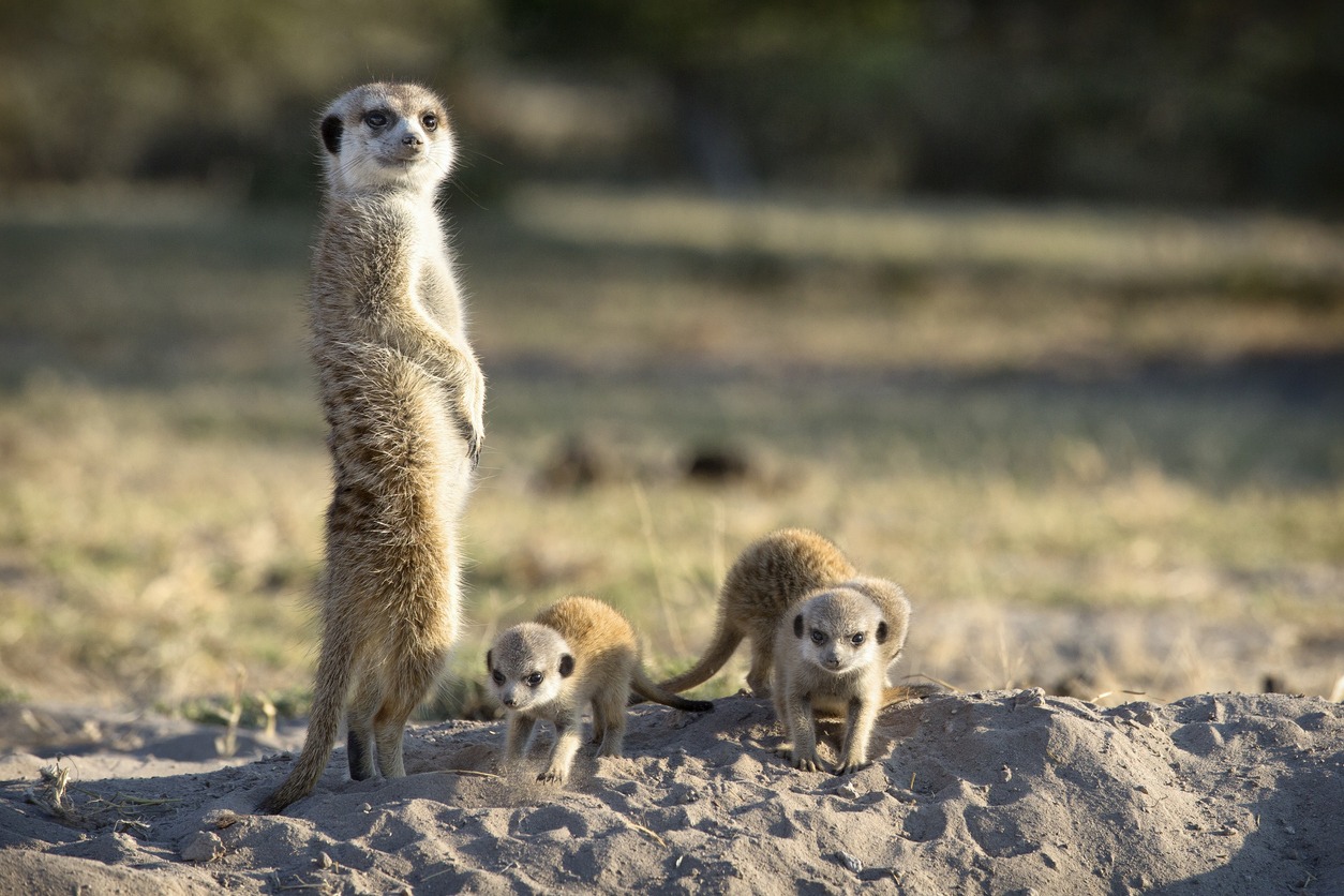 a family of meerkats near Ntwetwe Pan