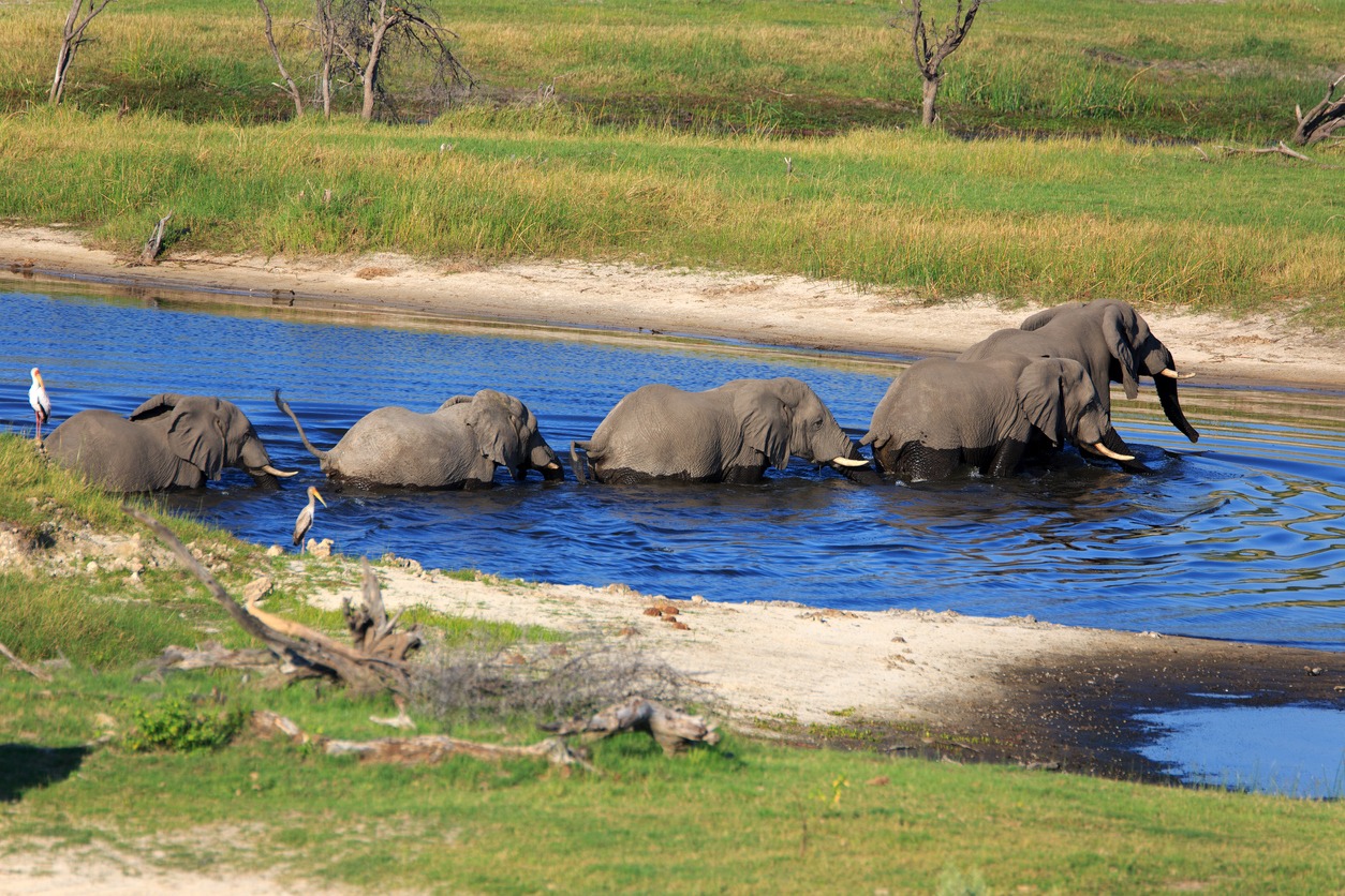 a herd of elephants on the Boteti River