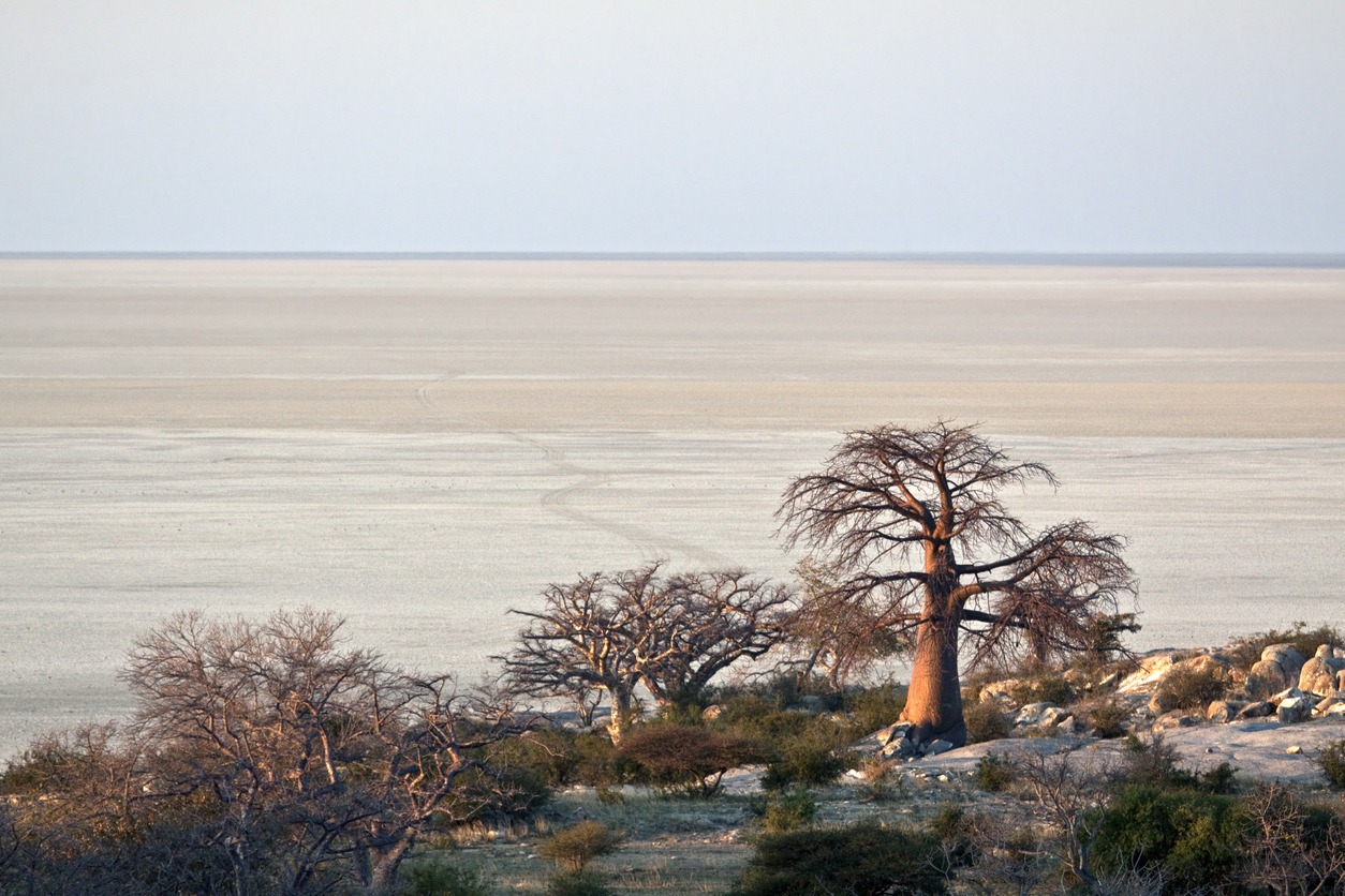 baobab trees next to a vast salt pan