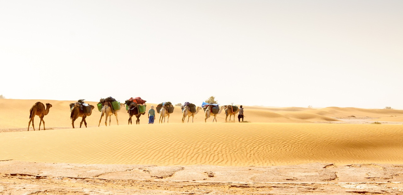 caravan of camels in the Draa Valley among the sand dunes