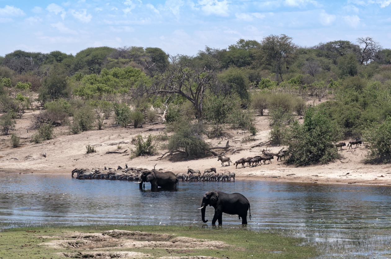 elephants and zebras in Makgadikgadi Pans National Park's Boteti River
