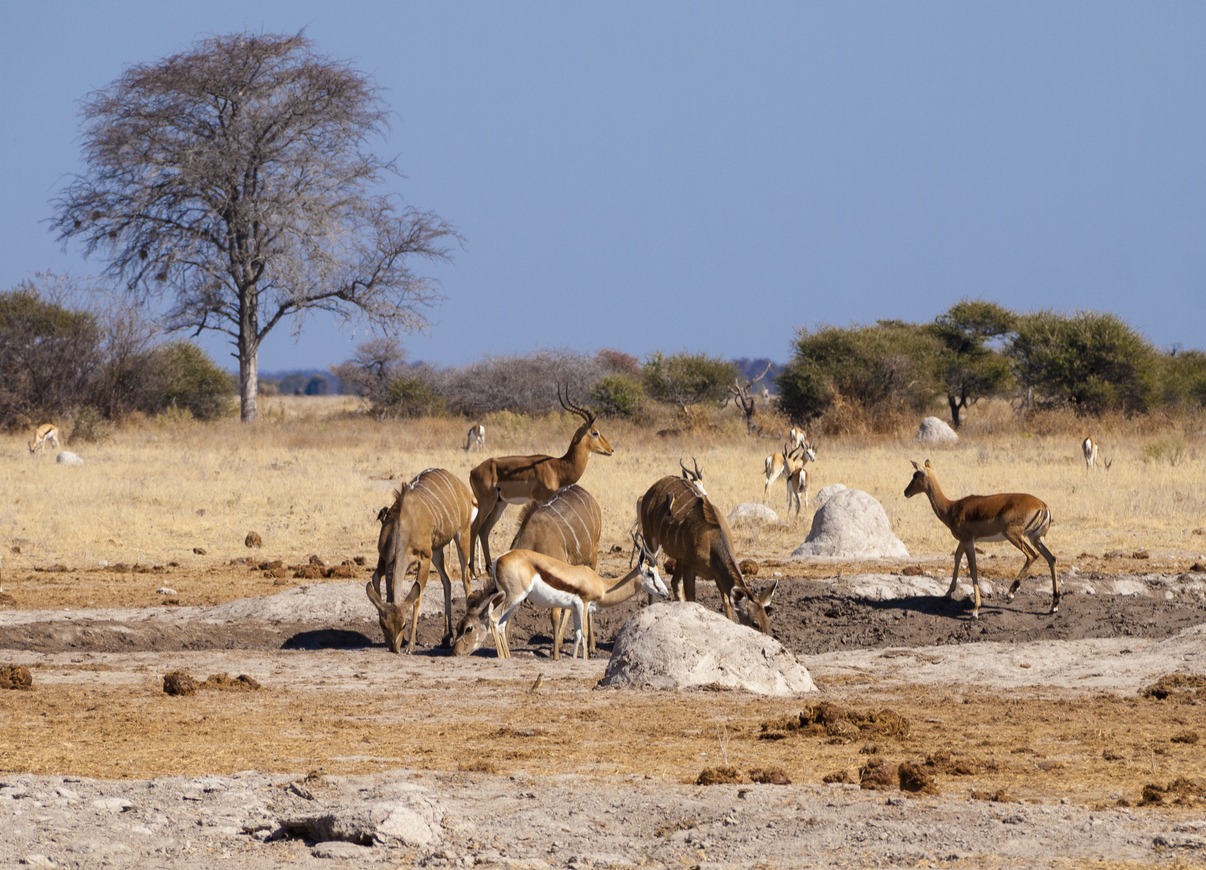 kudu herd in Nxai Pan