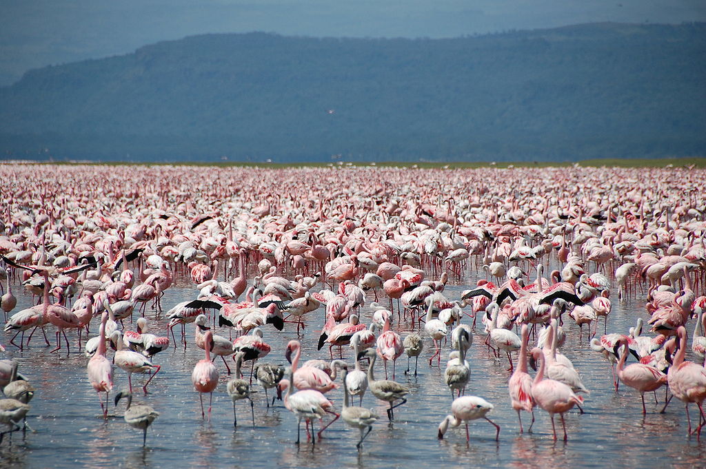 pink flamingos in closer view