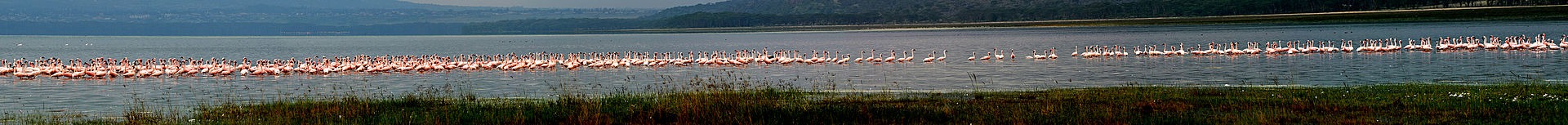 pink flamingos in the lake of Lake Nakuru National Park