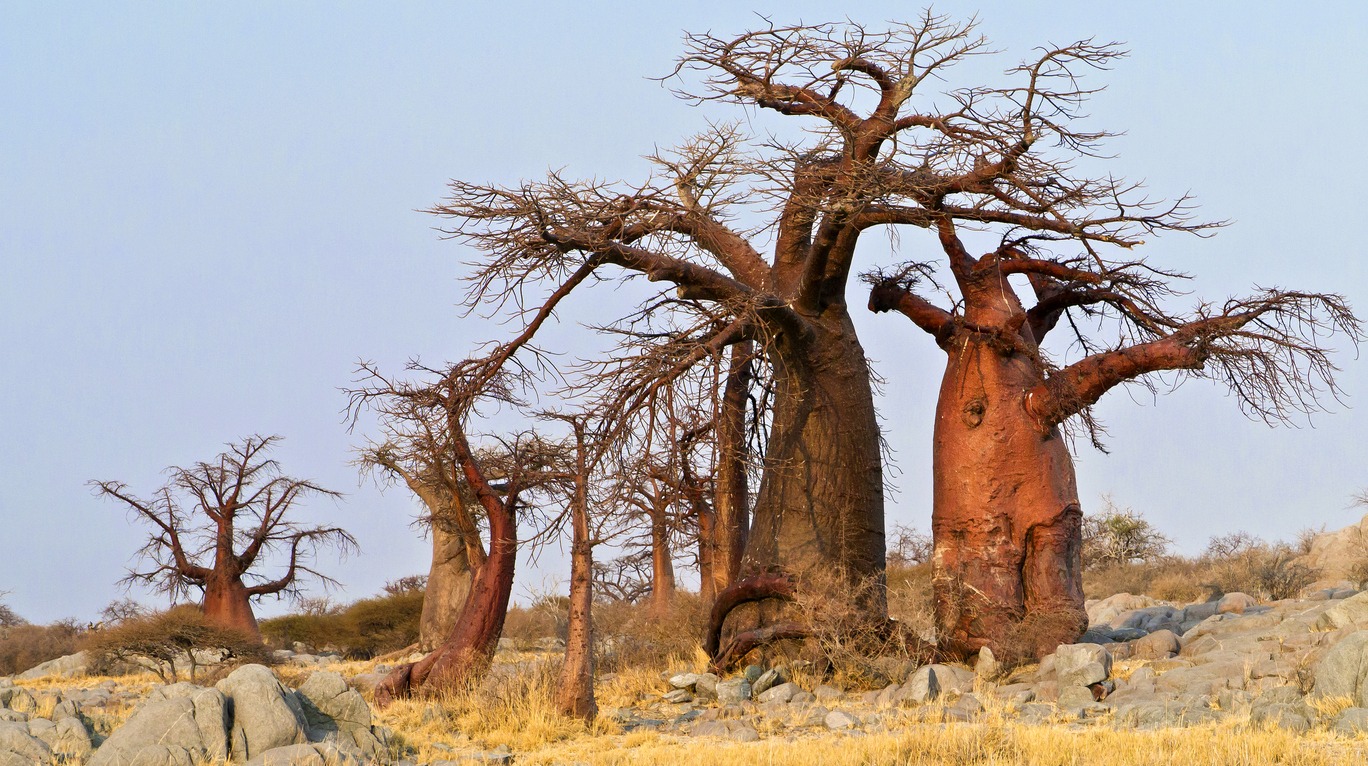 the mighty baobab trees of Makgadikgadi Pans
