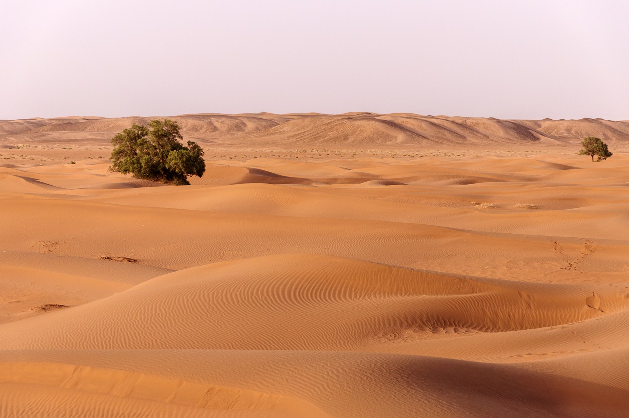 tree-lined sand dunes