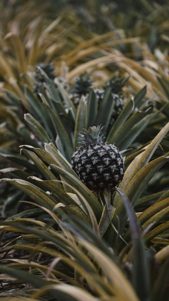 A-small-pineapple-growing-on-a-plantation