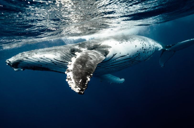 An-underwater-image-of-a-humpback-whale
