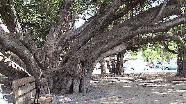 Banyan-tree-in-Lahaina