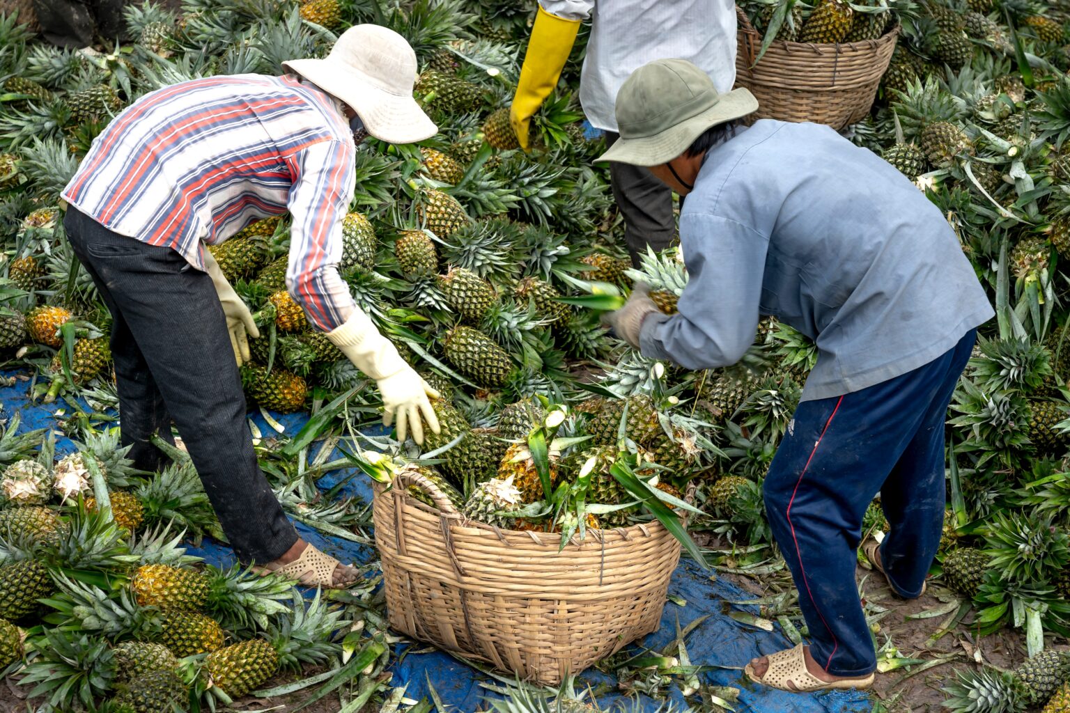 Farmers-putting-pineapples-in-a-woven-basket