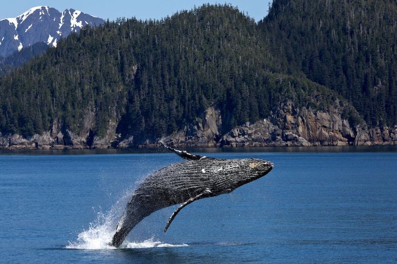 Humpback-whale-jumping-on-ocean