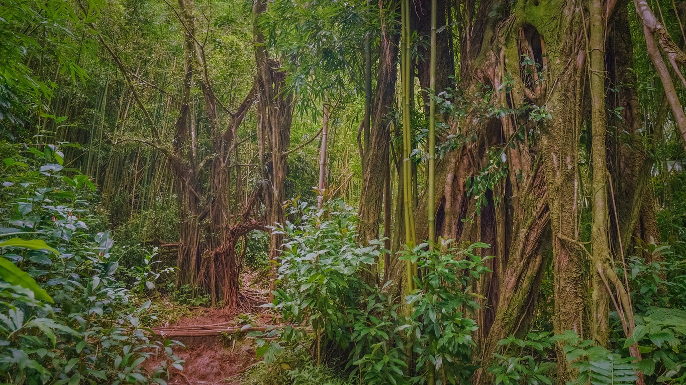 Manoa-trail-Hawaii