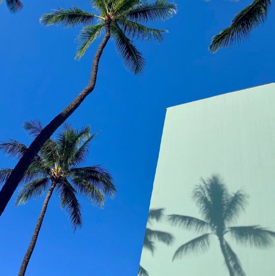Palm-trees-under-the-blue-sky