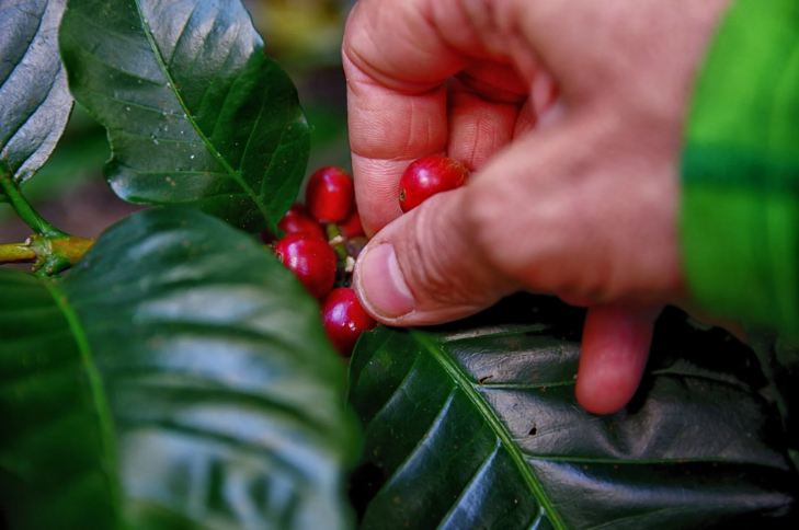 a-person-picking-coffee-fruit