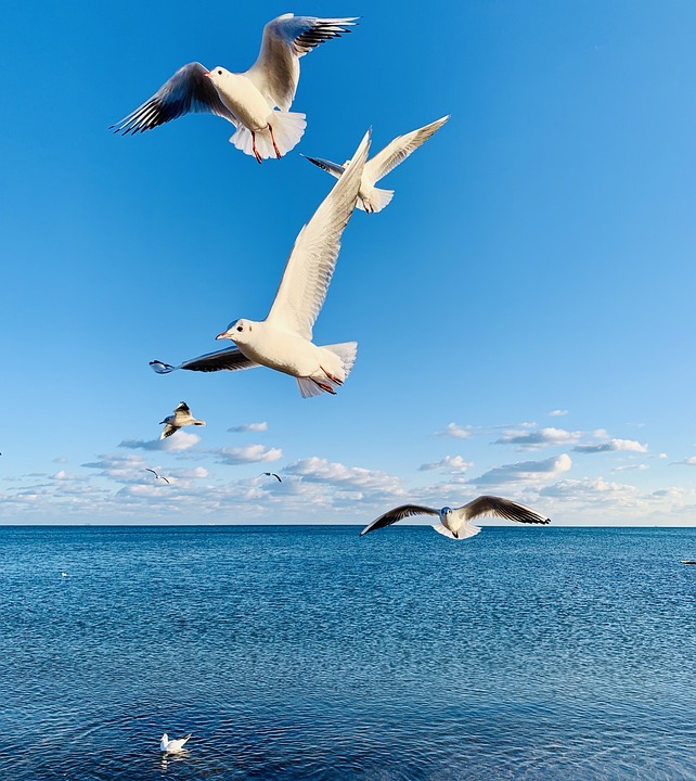 blue sky, seagulls, clouds, blue water
