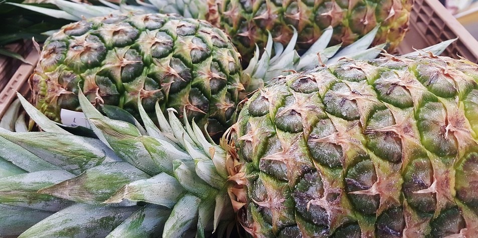 three-pineapples-green-crowns-numerous-spikes-on-the-pineapple-skin