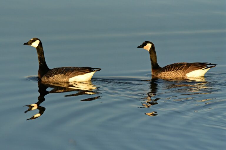 two geese, lake water, water ripples