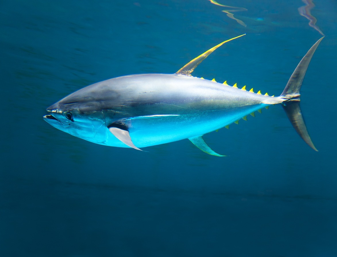 yellow-fin-tuna