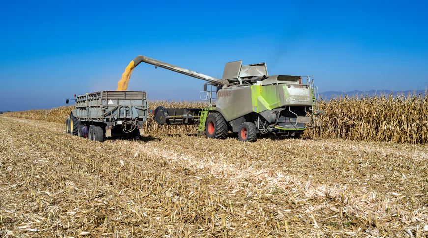 Harvesting-corn-in-Bulgaria