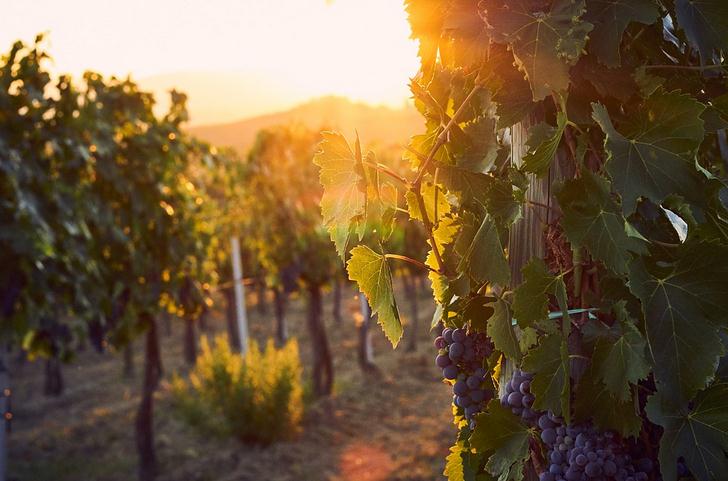 Tuscany vineyard, vineyard, grapes