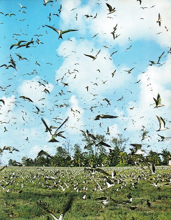 Sooty-terns-flock-from-Bird-Island
