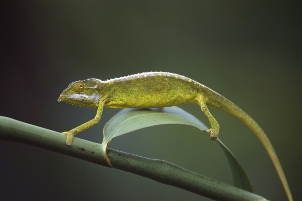 Tiger-Chameleons-can-be-found-in-Vallee-de-Mai-National-Park