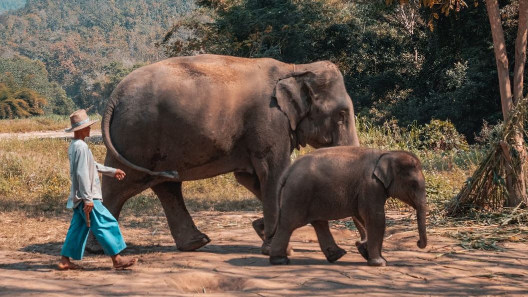 picture of a man guiding two elephants